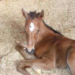 Lay-Soft Equine & Animal Bedding 5