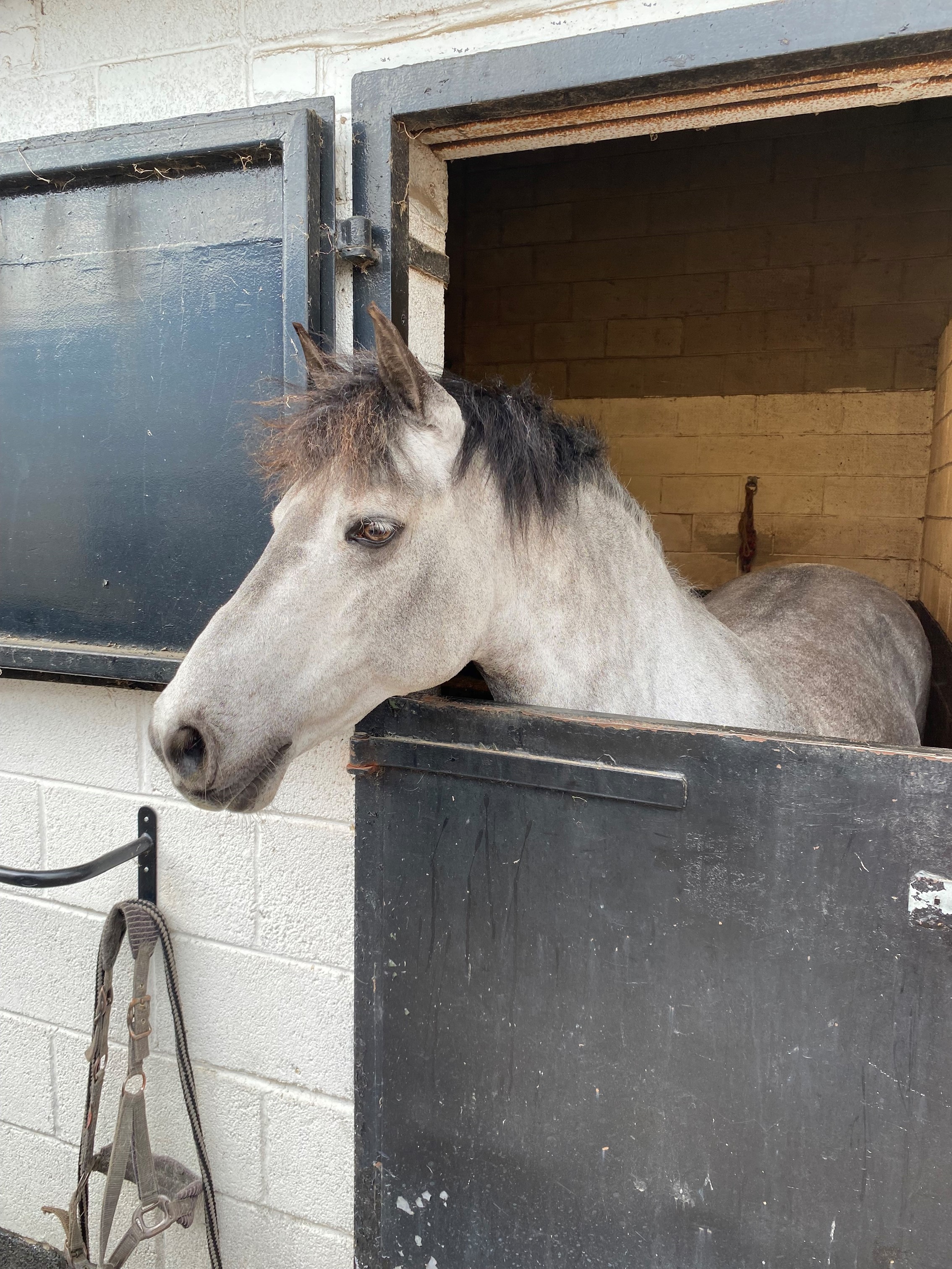 LaySoft Equine & Animal Bedding Ron Hull Group